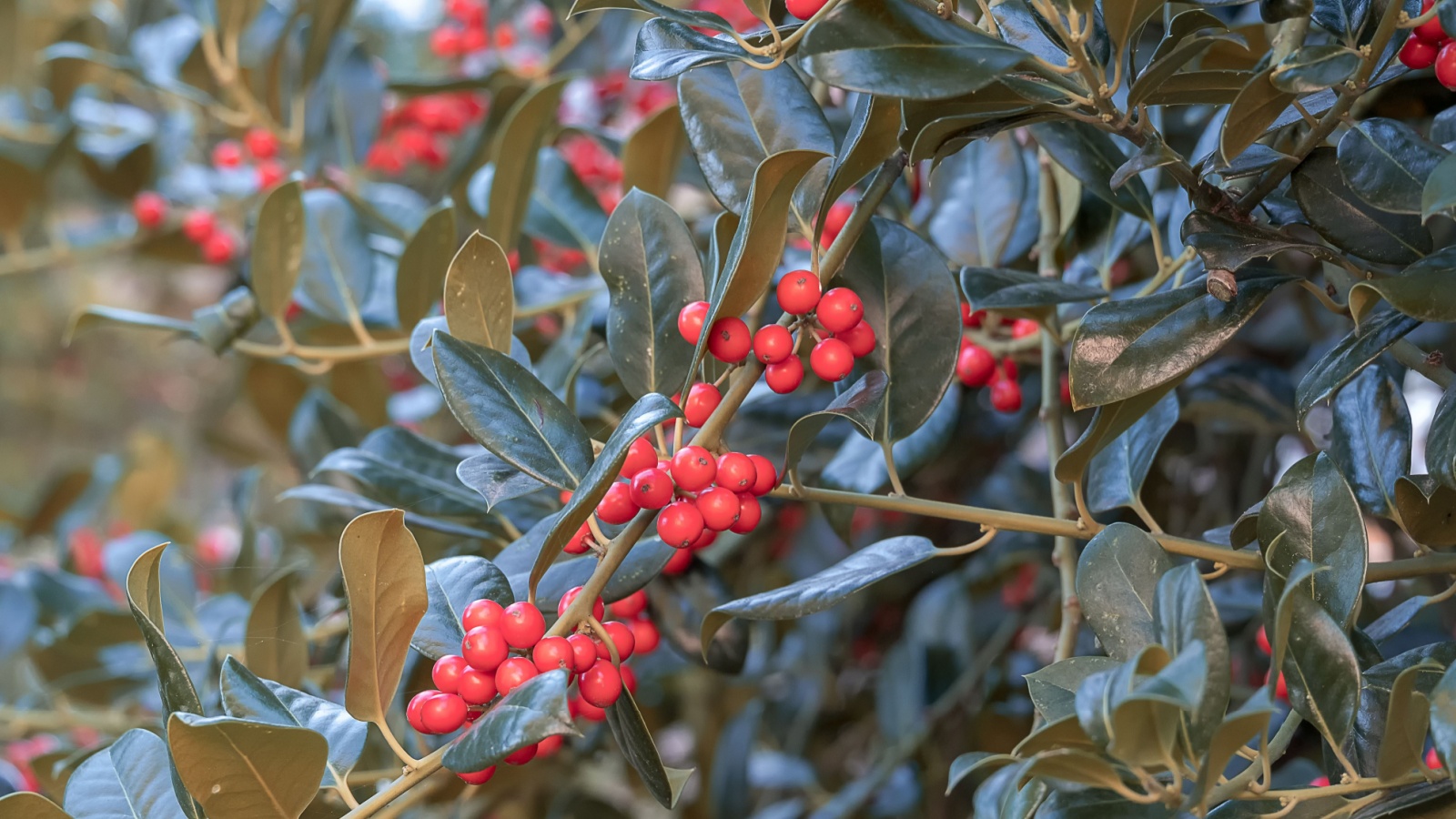 Ягоды шефердии мельче, чем у облепихи, у них более интенсивный красный цвет