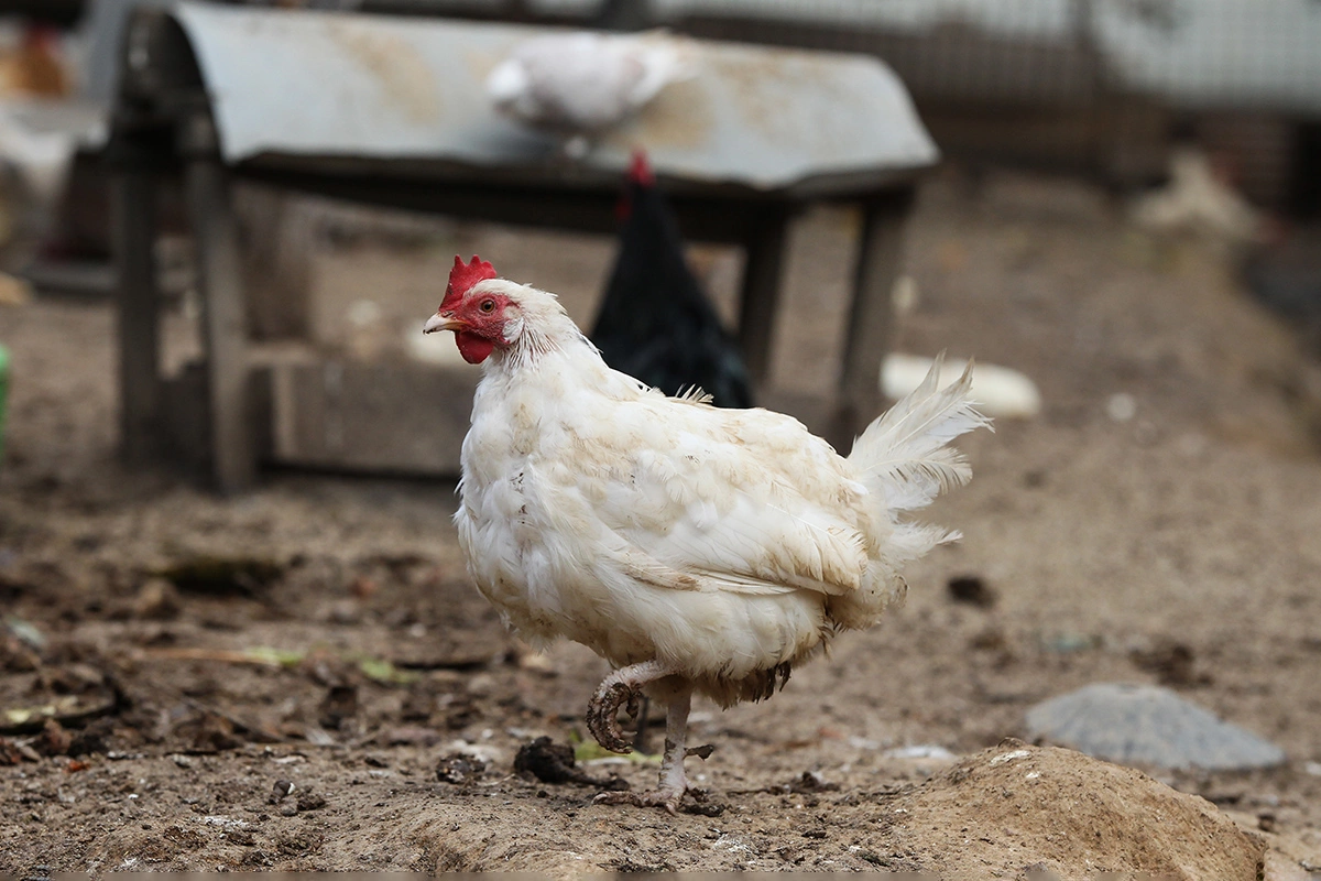Одна из самых известных птиц, не умеющая летать и живущая рядом с людьми, — курица. Но в природе есть много других подобных примеров