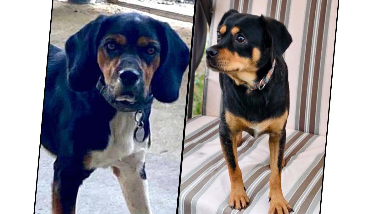 Пес Абрикос (слева) и мини-ротвейлер Айва (справа)