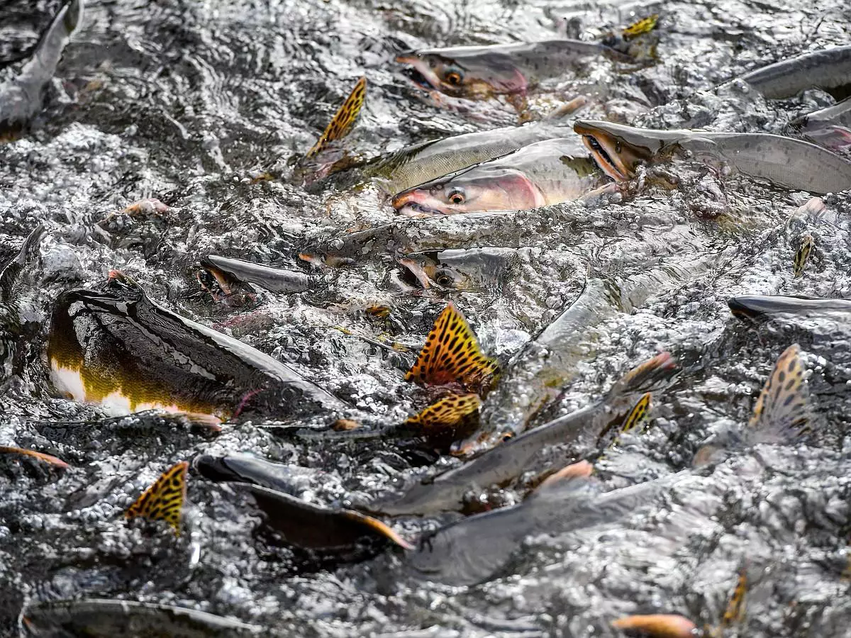 Правительство Сахалинской области