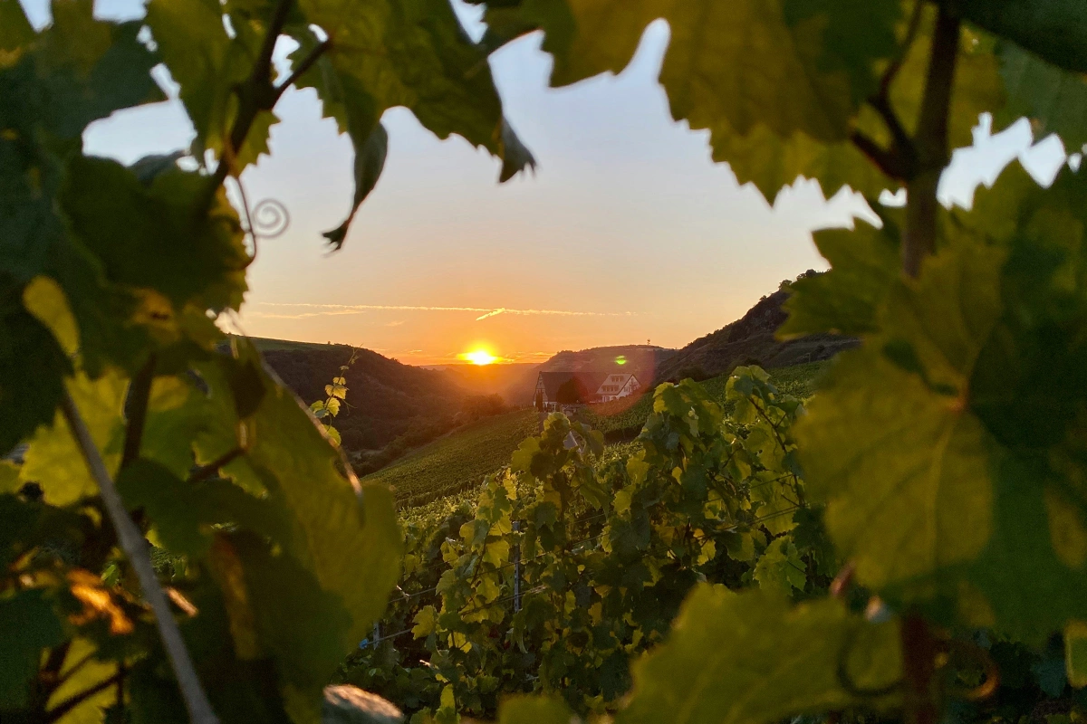 Дом Champagne Barons de Rothschild в честь 20-летнего юбилея открывает после реконструкции свой погреб в Вертюсе и выпускает первое кюве — Le Grand Clos 2019, изготовленное из винограда, выращенного на одном участке (clos)