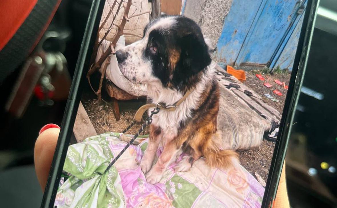 Фото: bataysk_sobachniki / Telegram