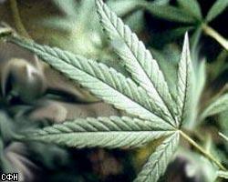 На Кубе конфисковано почти 600 кг марихуаны