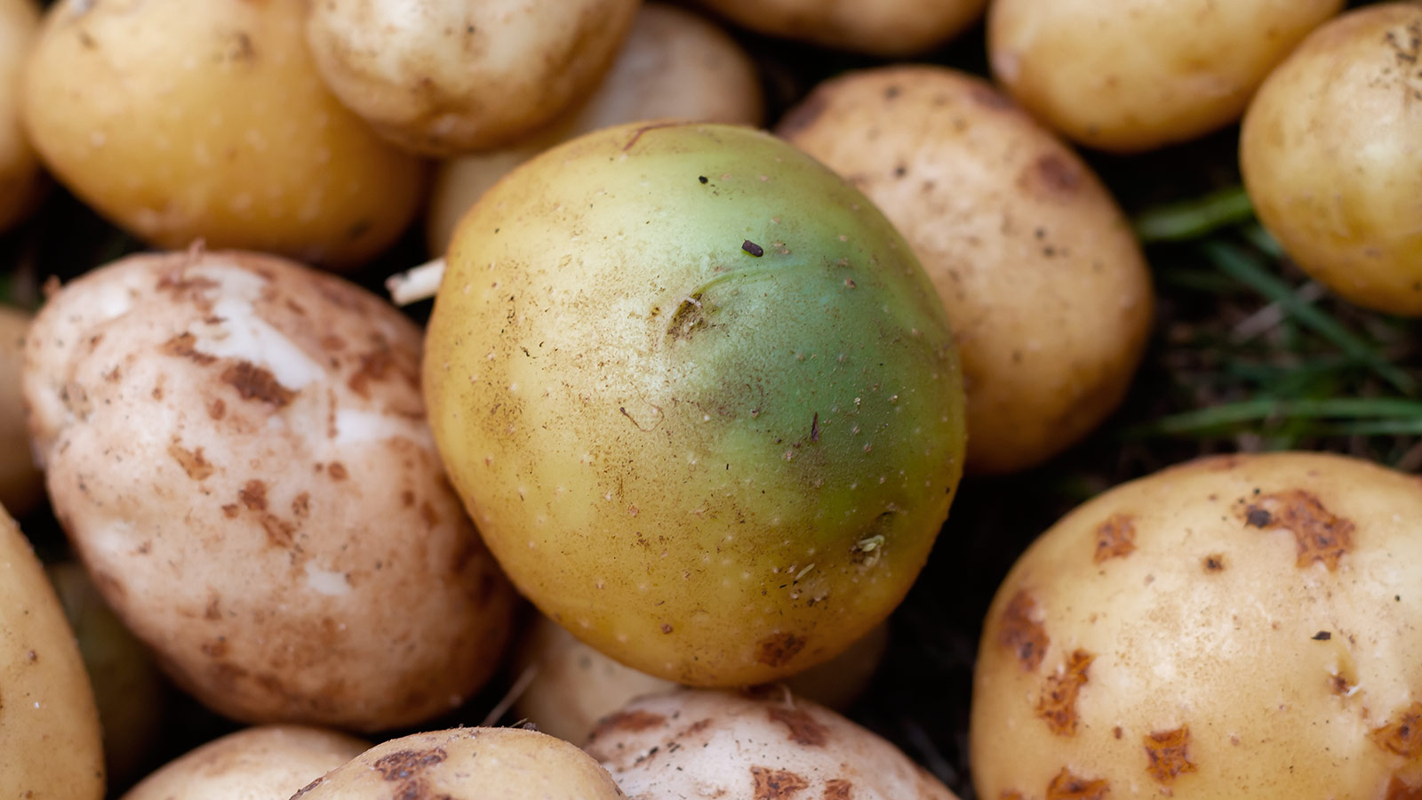 Poisonous potato update. Зеленая картошка. Соланин в картофеле. Картошка позеленела. Картофель с зелеными пятнами.