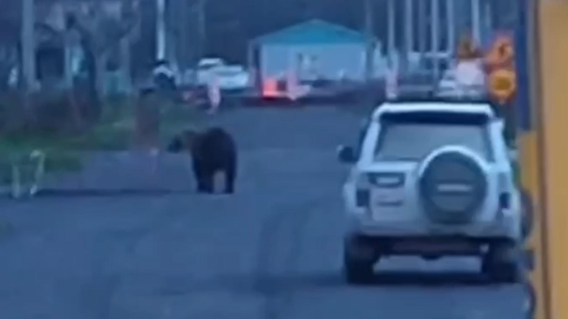Медведь гуляет по поселку на Курилах с телятами. Видео