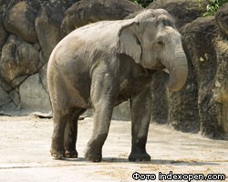 Азиатского слона вылечили от наркомании