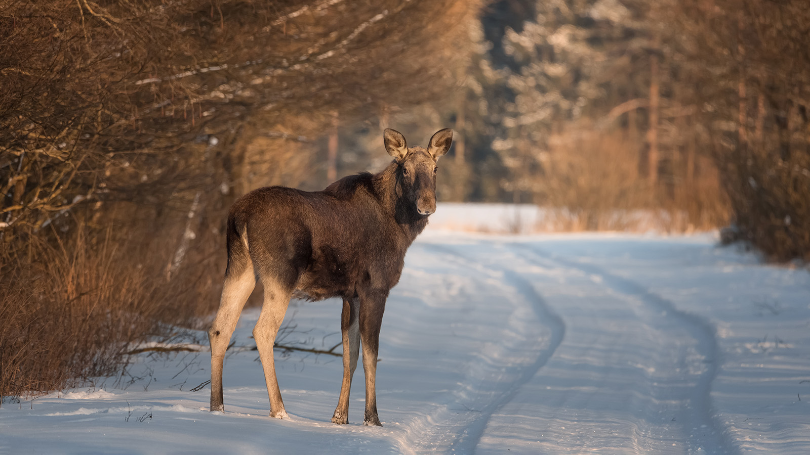 Фото: Olga Rudchenko / Shutterstock / FOTODOM