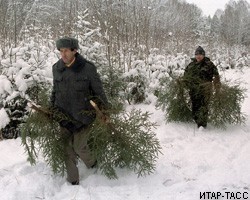 ЗакС Вологодской обл. разработал законопроект, разрешающий россиянам рубить елки 