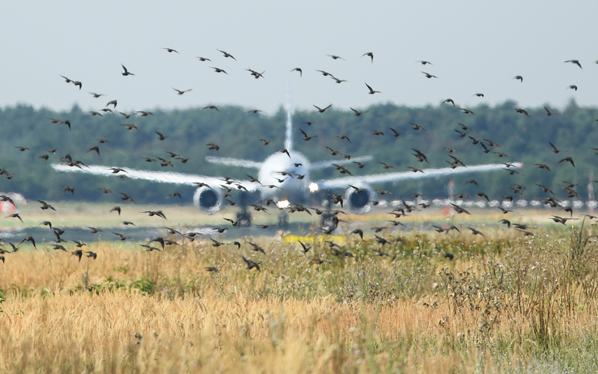 Орнитологи предложили решение проблемы птиц рядом с аэропортами