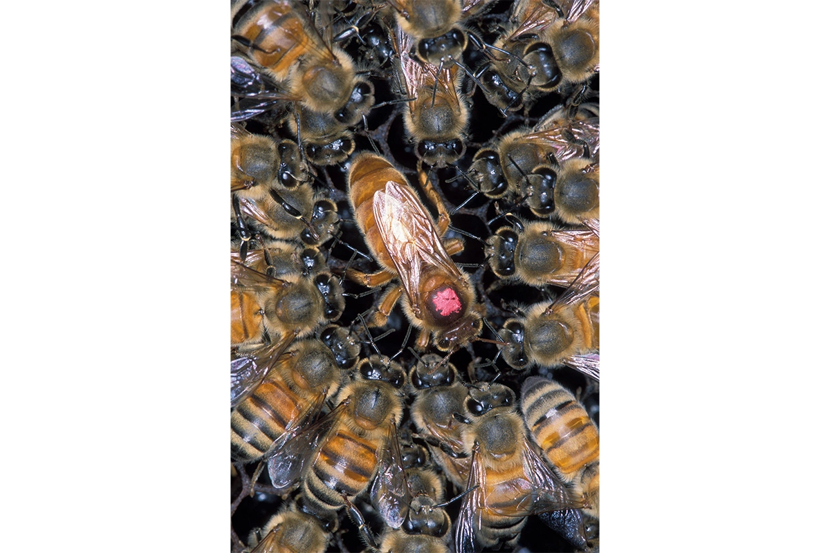Сомкнутый ряд африканизированных пчел, окруживших матку европейской медоносной пчелы, помеченную розовой краской