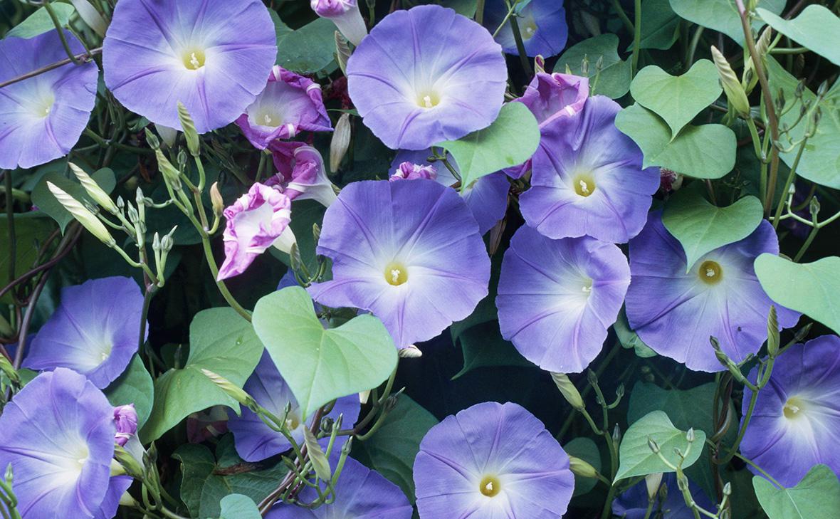 запретили сажать ипомею. ипомея грэнд па. ипомея пурпурная. вьюн ипомея. вьюн ипомея.