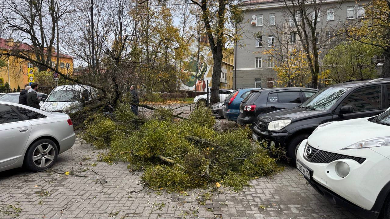 Фото: телеграм-канал Елены Дятловой