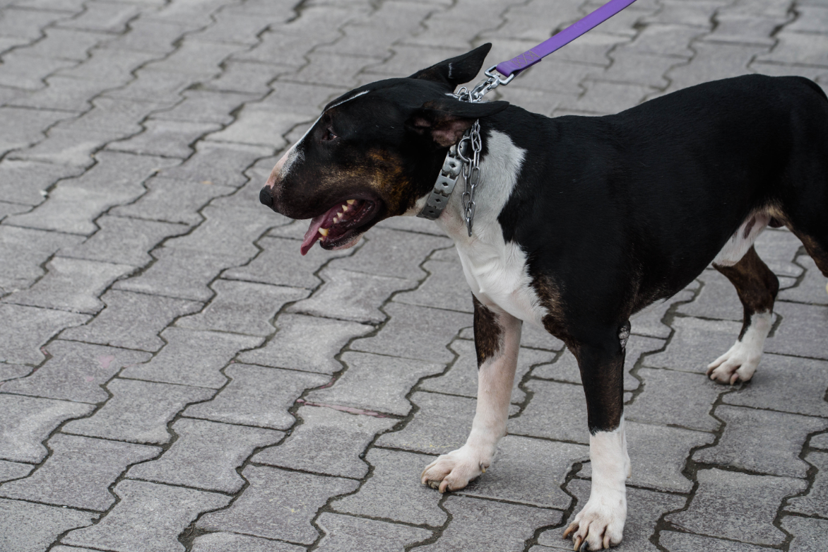 Илья Московец  / URA.RU