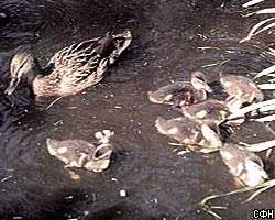 В Краснодарском крае обнаружено более 3 тыс. погибших птиц