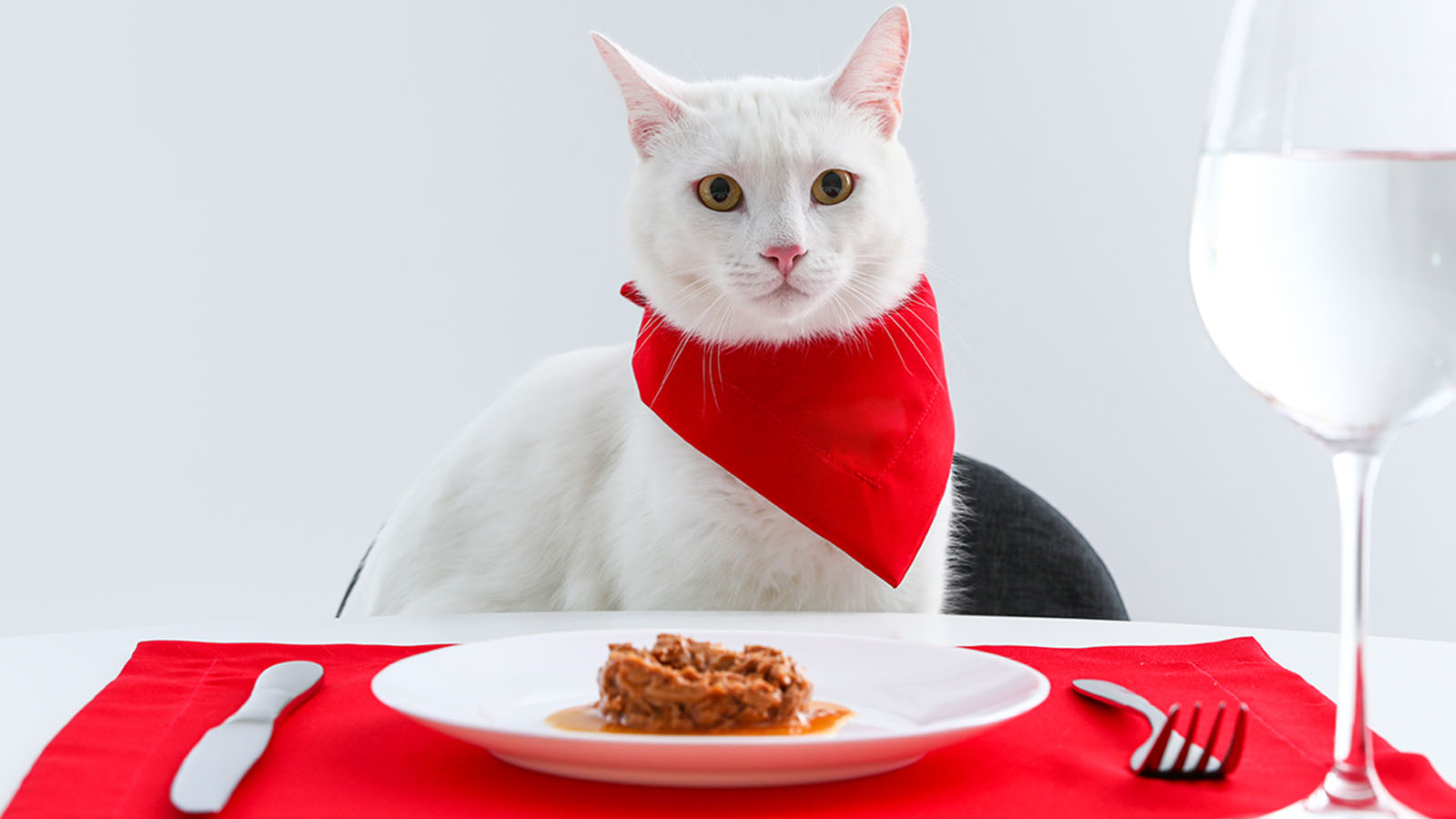 Чем кормить кошку