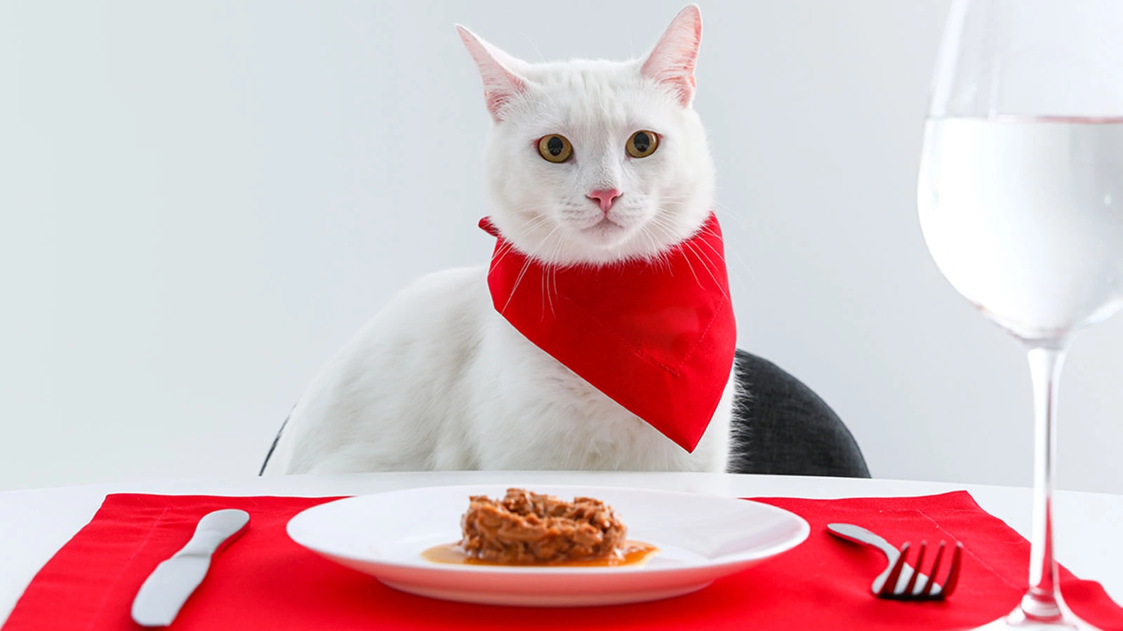 Чем кормить кошку