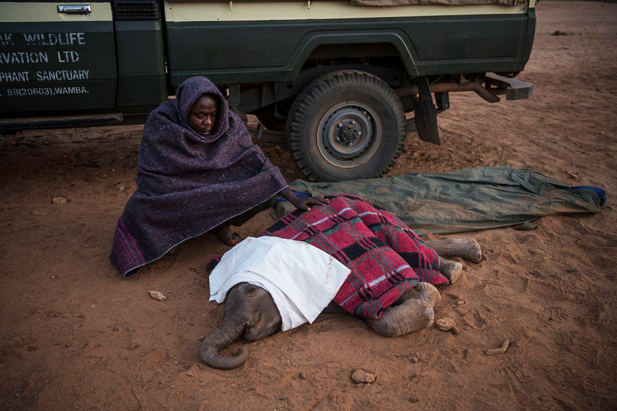 Ами Витале, США

Репортаж американской фотожурналистки рассказывает о судьбе новорожденных слонов, проходящих реабилитацию перед отправкой в специальное&nbsp;учреждение для осиротевших животных в Кении


