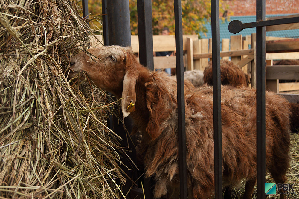 В 2024 году в Татарстан не будут завозить овец на Курбан-байрам