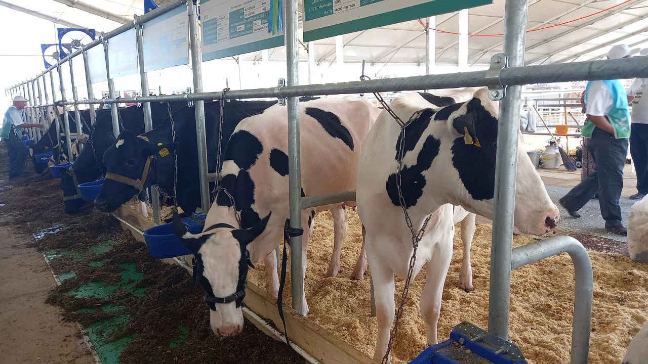 РБК Татарстан