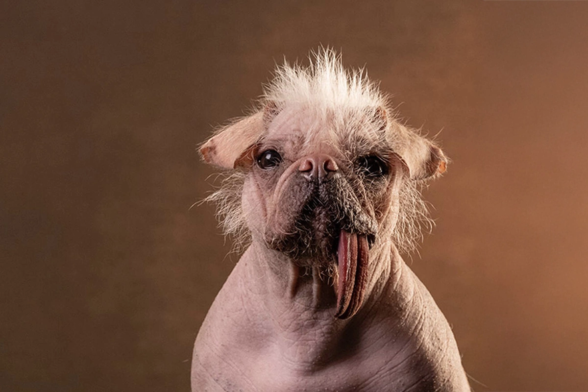 Главным представителем Ugly Estates стала Пегги — лысый мопс, Догпул из фильма «Дэдпул и Росомаха»