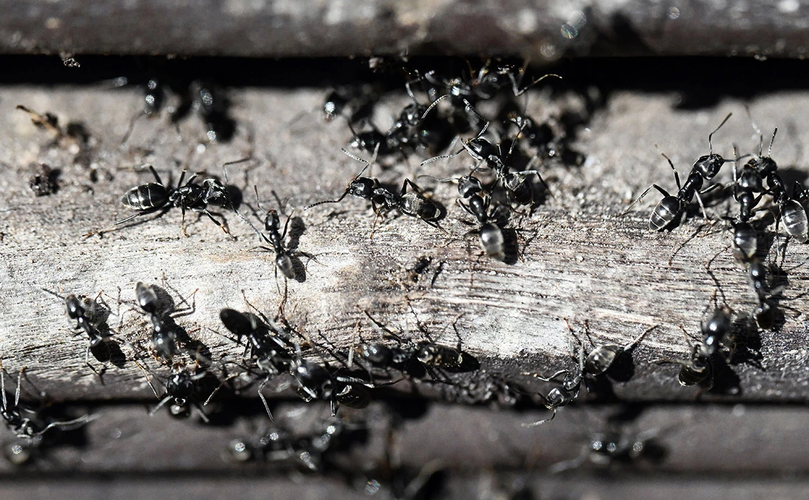 Uli Deck / dpa / Global Look Press