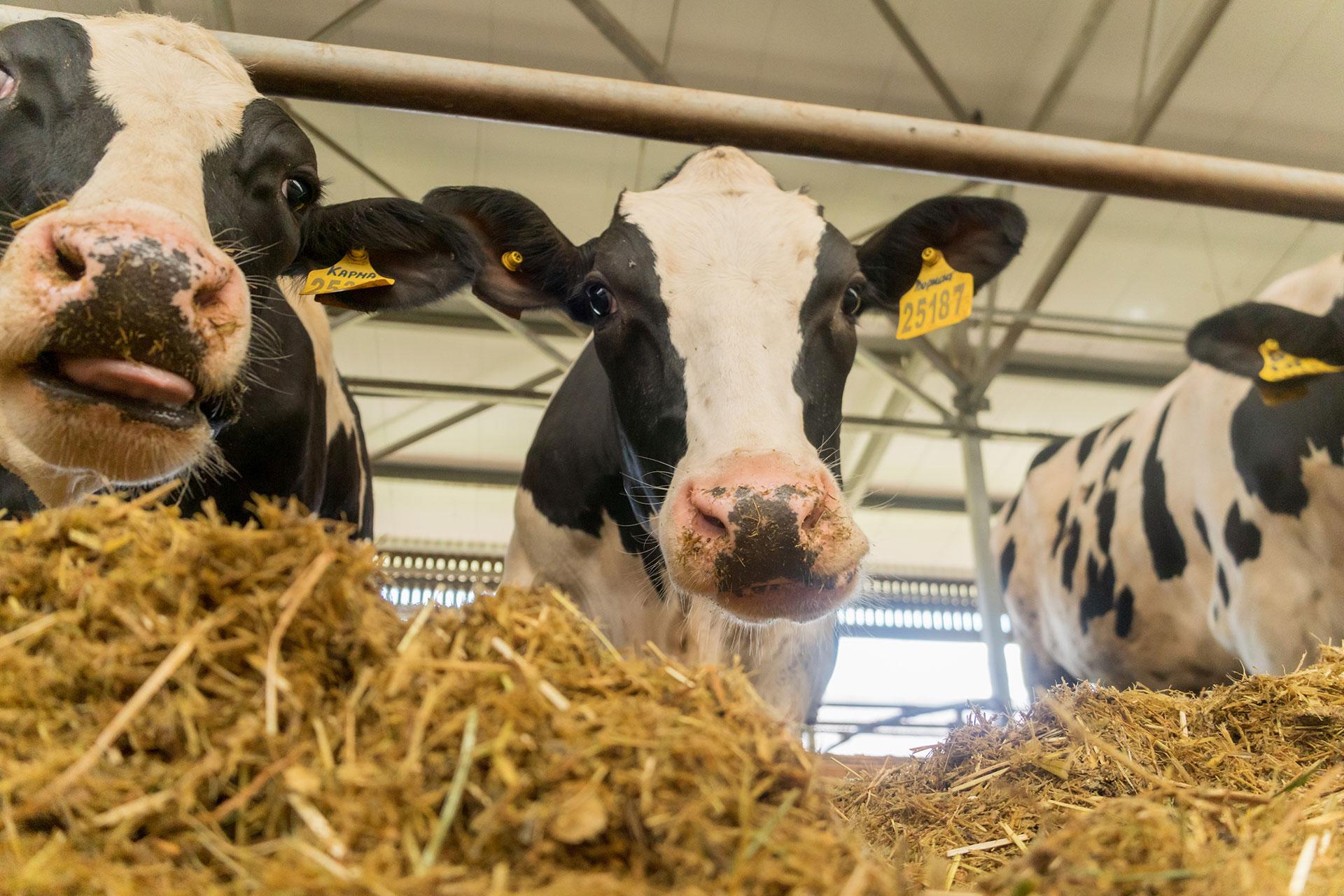 Фото: ПРЕСС-СЛУЖБА «CHALET RIVER CLUB»