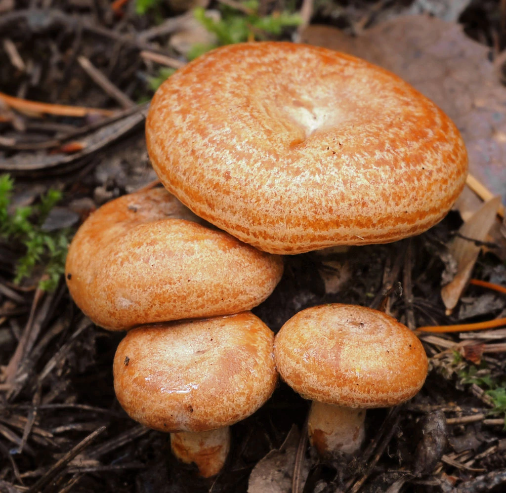 Есть можно: топ-5 съедобных грибов, растущих в Югре | Stribuna