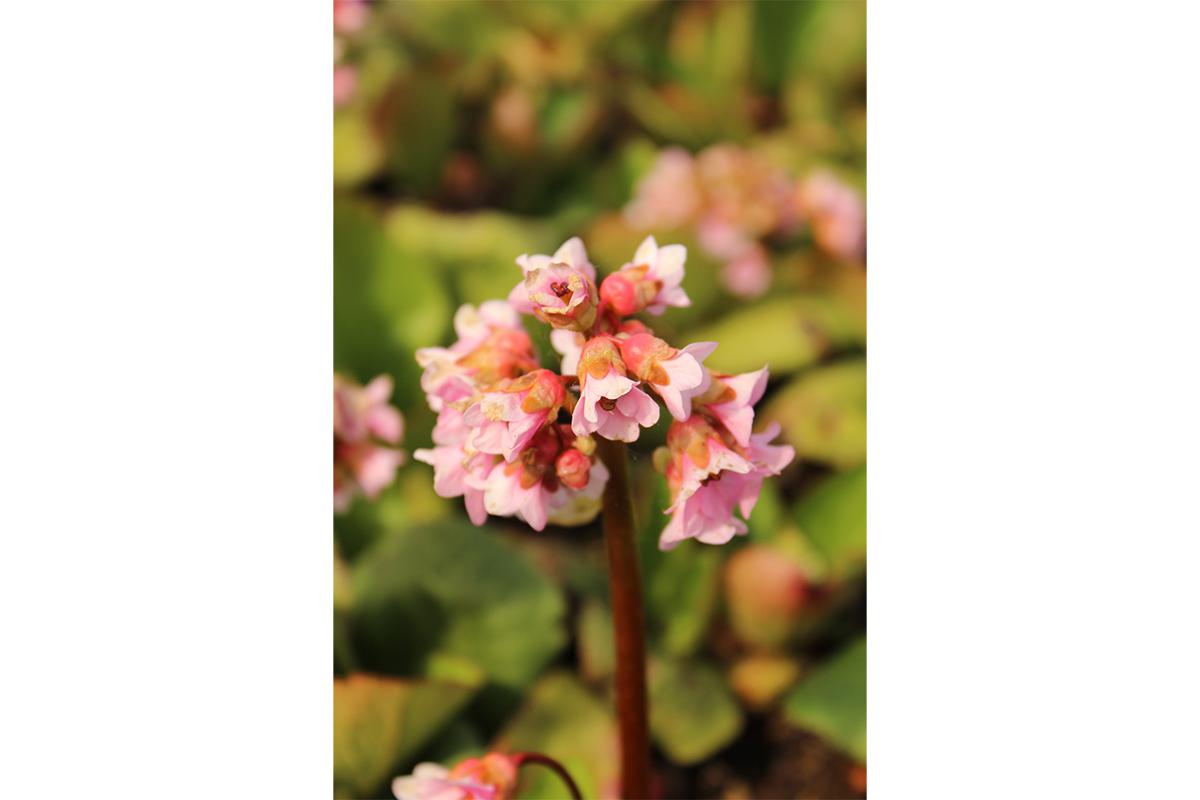 Бадан Беби долл