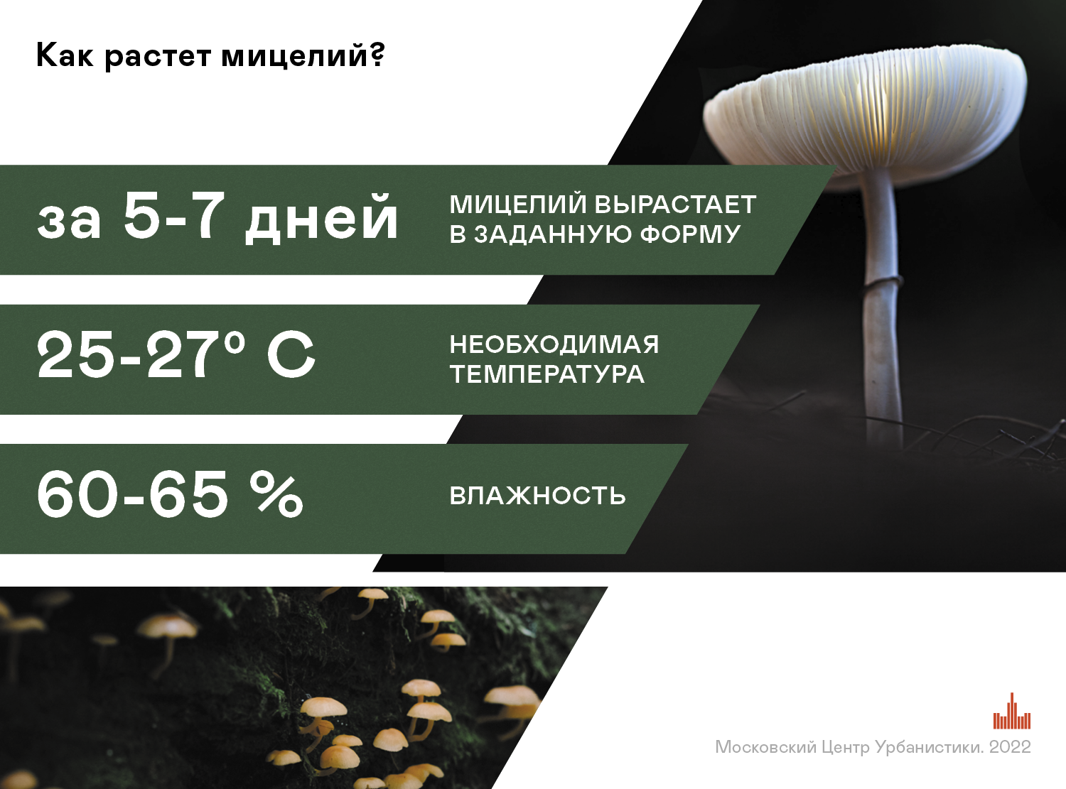 Я вырастил грибы: как суперматериалы будущего поедают пластик | РБК Тренды