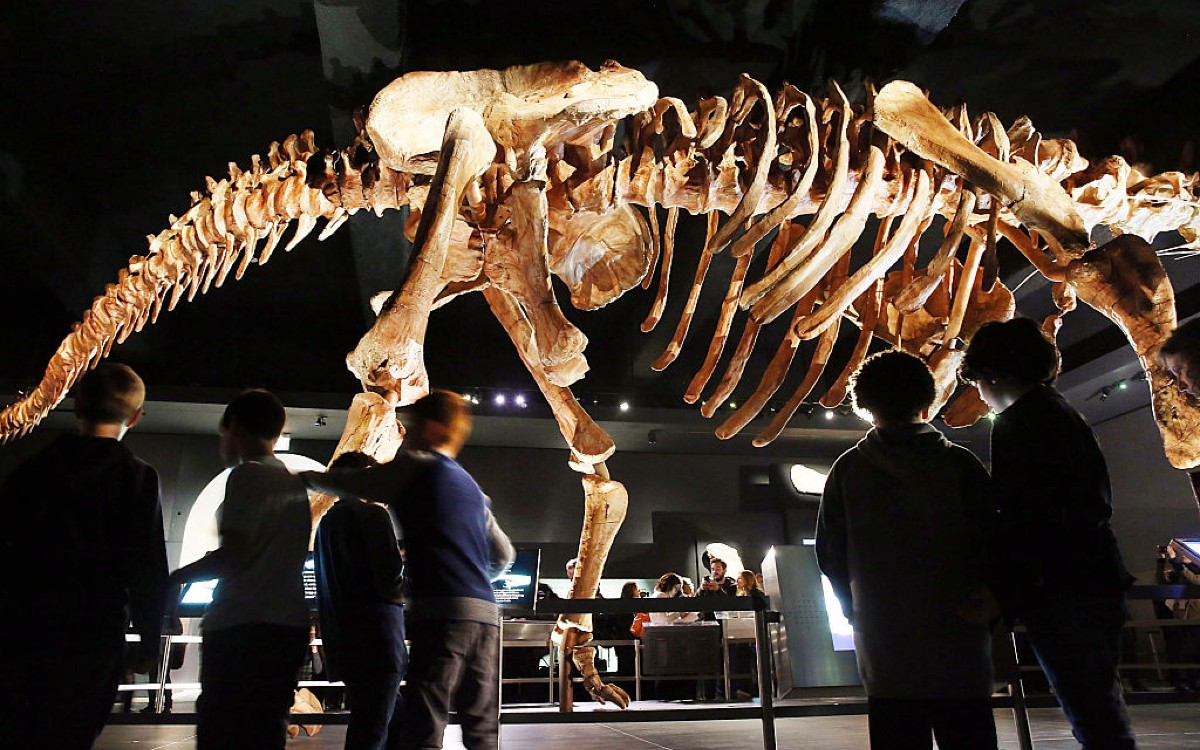 Модель скелета титанозавра массой около 70 тонн в Американском музее естественной истории в Нью-Йорке