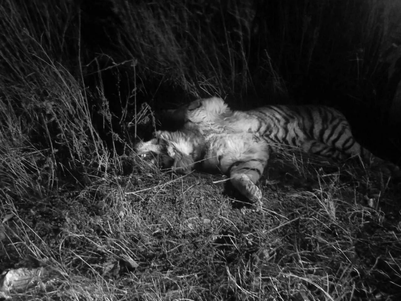 Центр "Амурский тигр"