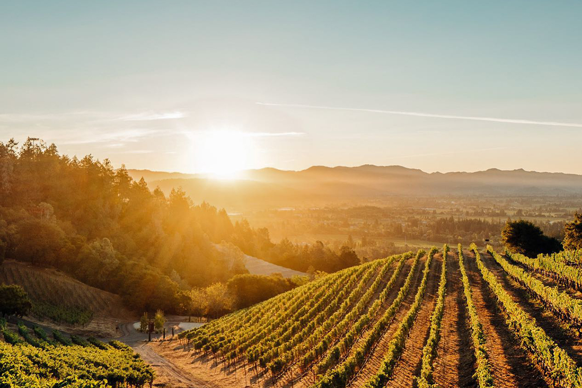Newton Vineyard