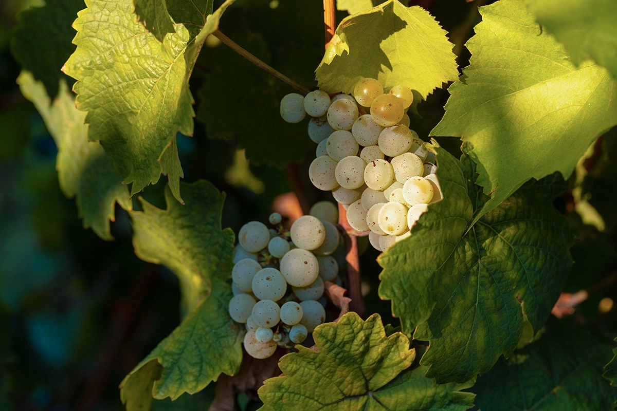 «Рислинг» — традиционный немецкий сорт