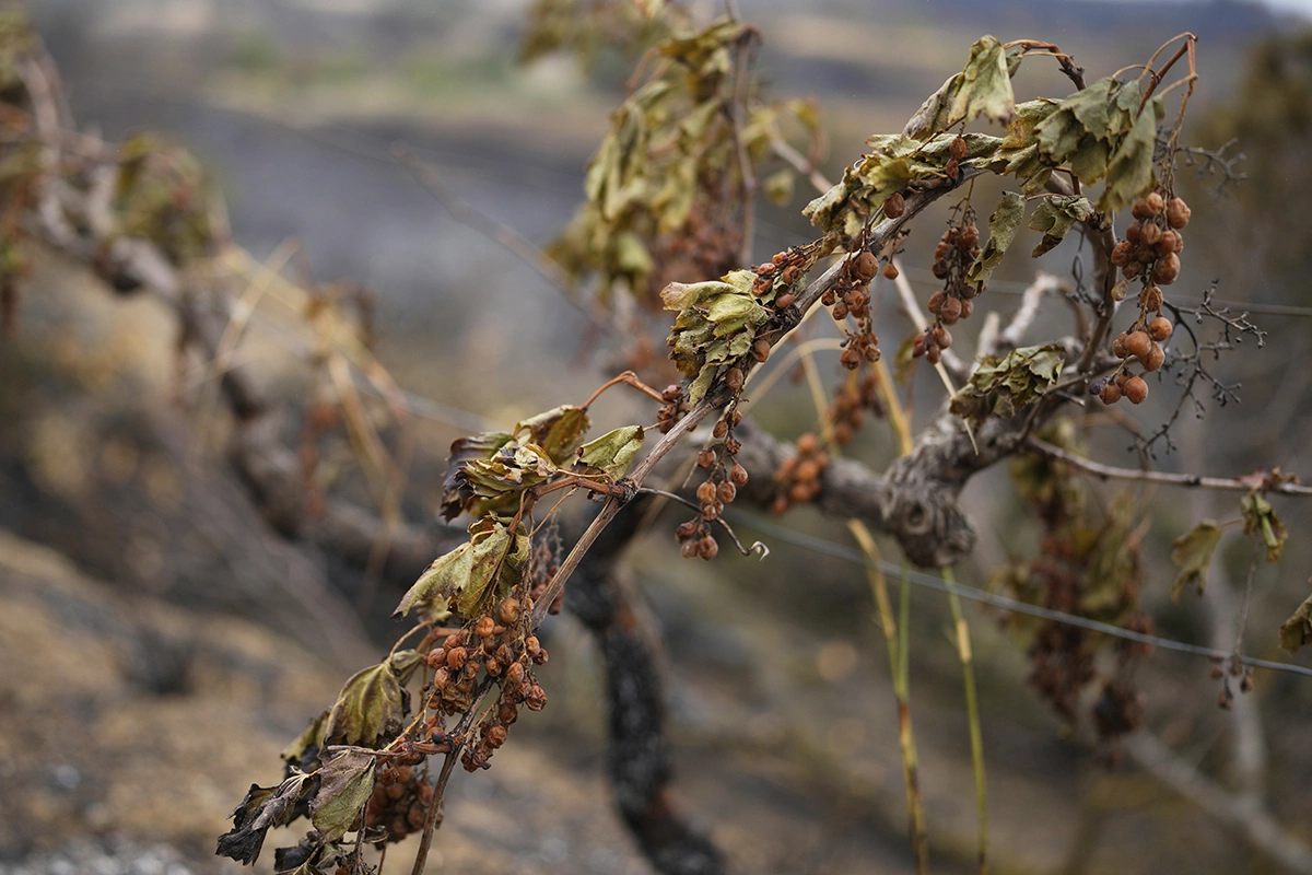 Южная Франция столкнулась с крупнейшим лесным пожаром за более чем 70 лет, который серьезно повредил виноградники в департаменте Од всего за день до начала сбора урожая