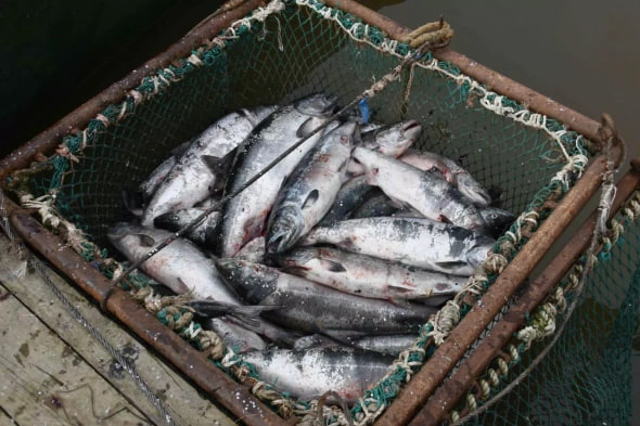 Фото: пресс-служба правительства Камчатского края