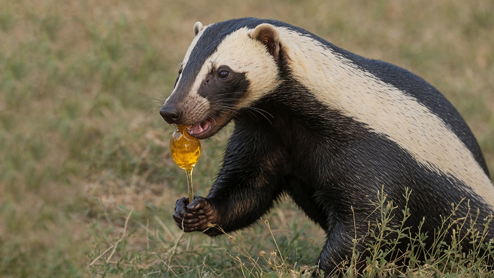Медоед — животное среднего размера, коренастое и мускулистое, с телосложением, напоминающим барсука