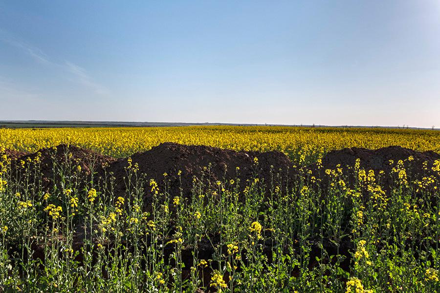 Военные окопы на поле цветов рапса по дороге в село Гуляйполе