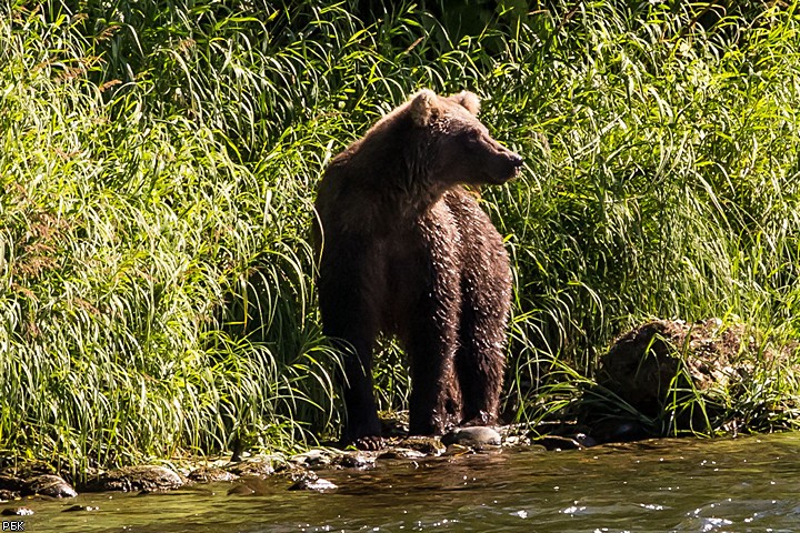 Путешествие по стране медведей и гейзеров