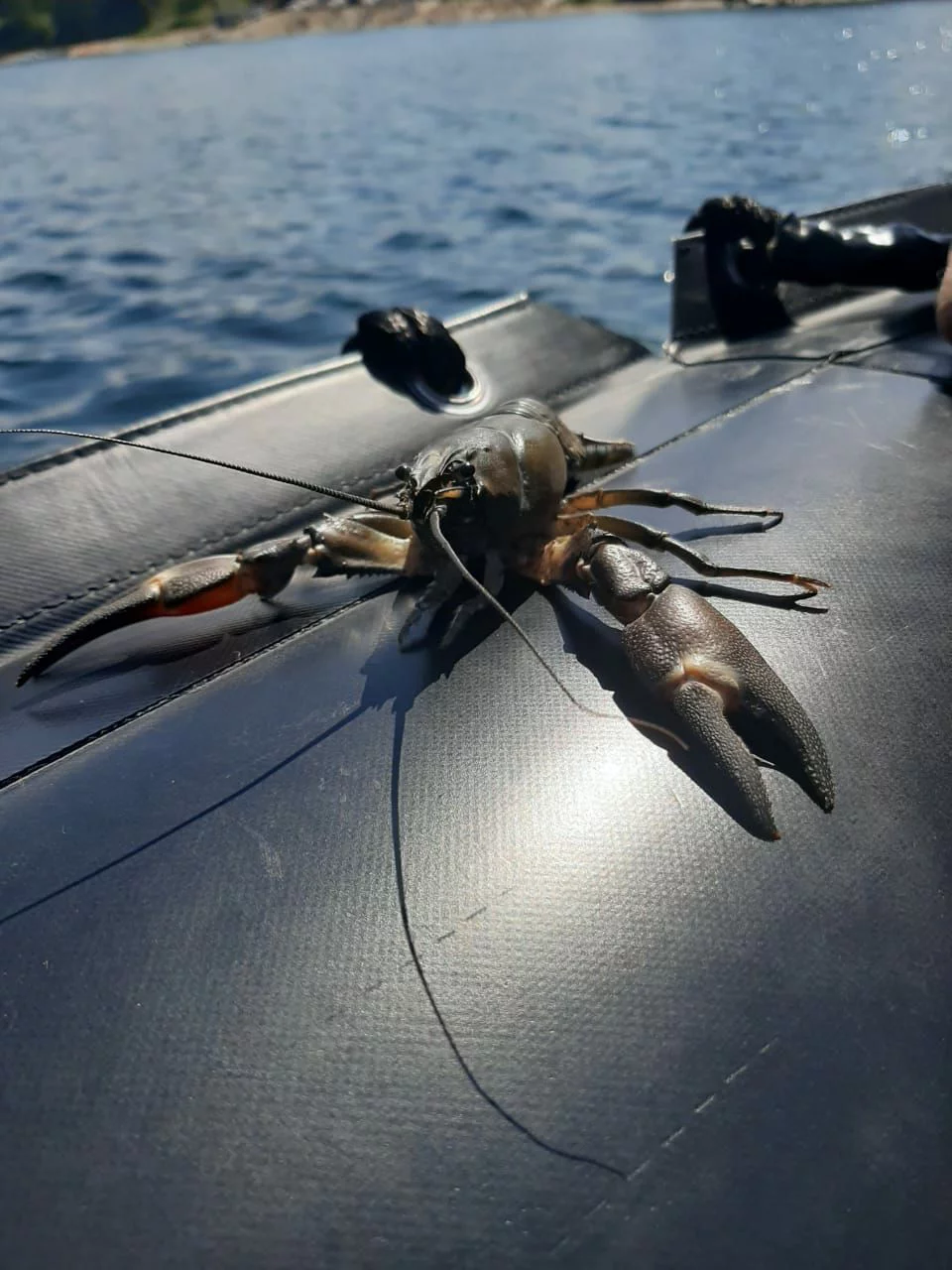 пресс-служба Музея Мирового океана