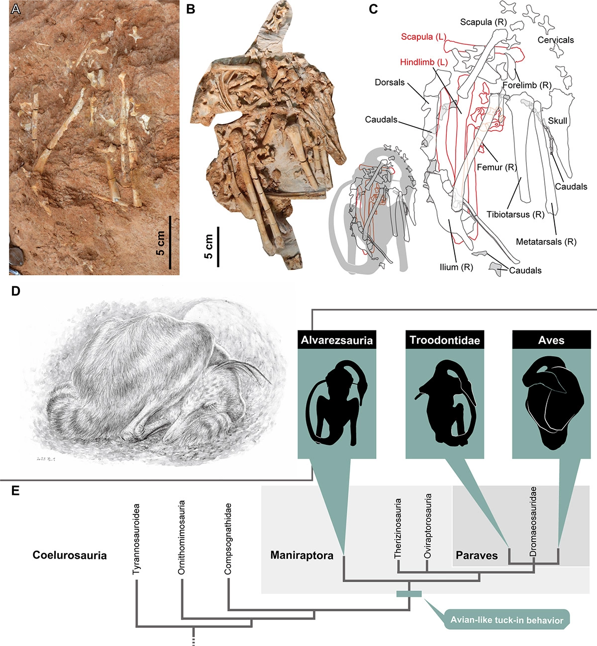<p>На изображении: предположительное строение скелета нового вида динозавра и восстановленная &laquo;птичья&raquo; поза сна</p>