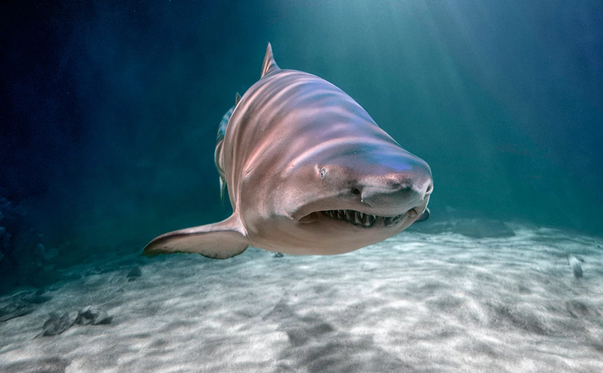  Achim Prill / IMAGO / Zoonar.com / Achim Prill / Global Look Press