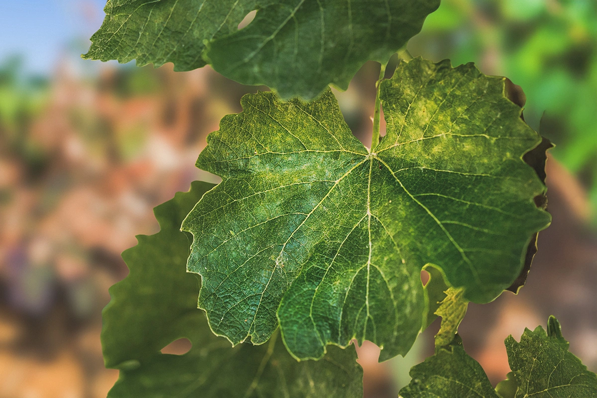 Виноградники Венгрии оказались под угрозой гибели из-за болезни