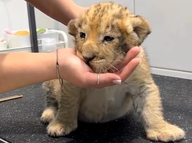 Фото: rpn.gov.ru