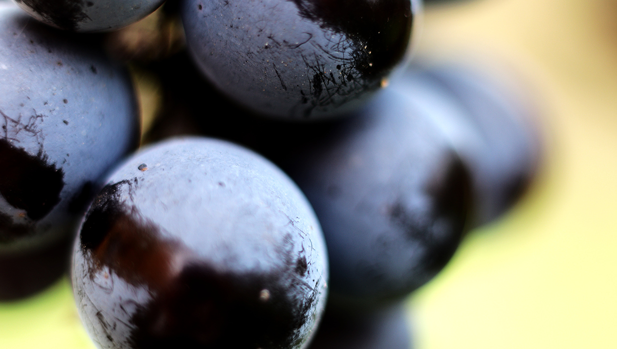 Виноделы Англии испугались за свое вино из-за пятнистокрылой дрозофилы