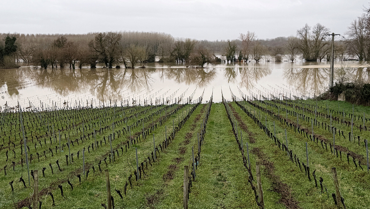 Чем грозят виноградникам наводнения на западе Франции