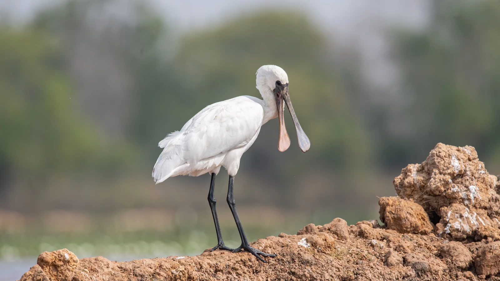 Малая колпица (Platalea minor)