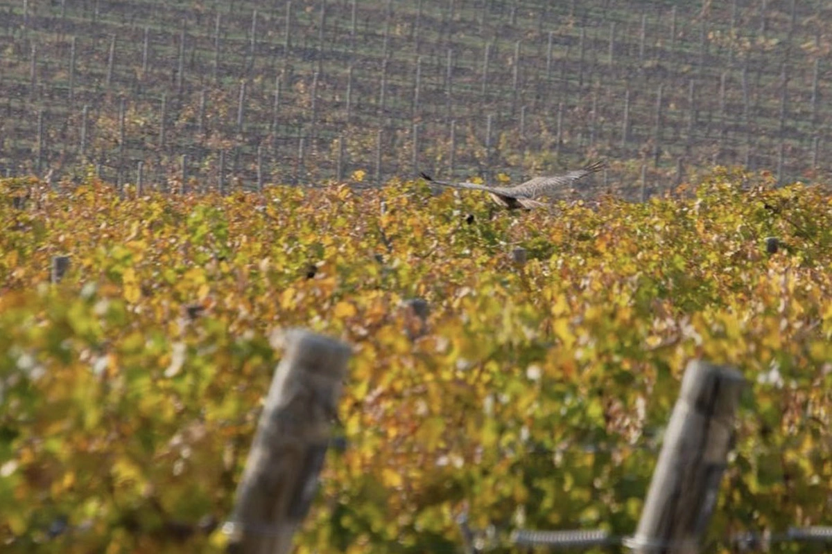 Чаще всего российские пользователи искали информацию о винодельне из Краснодарского края «Галицкий и Галицкий»