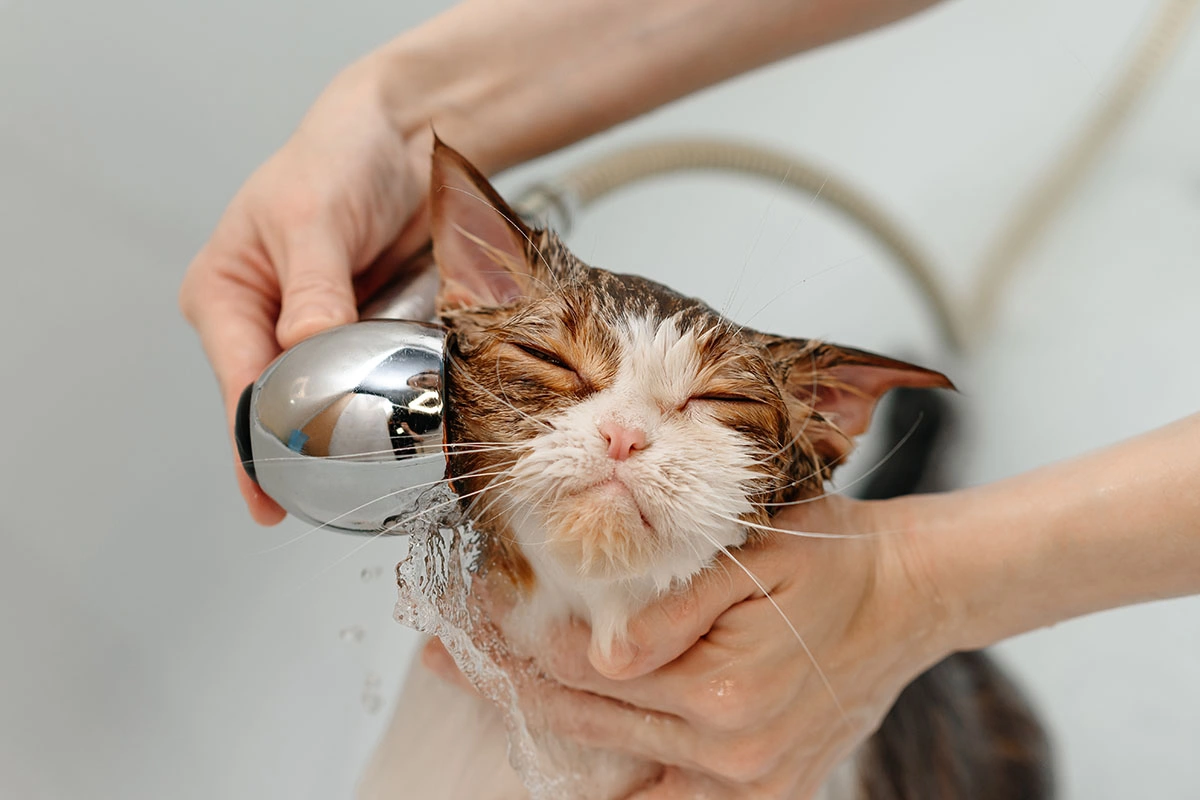 Купание кошки требует терпения и осторожности, так как большинство питомцев инстинктивно избегают воды