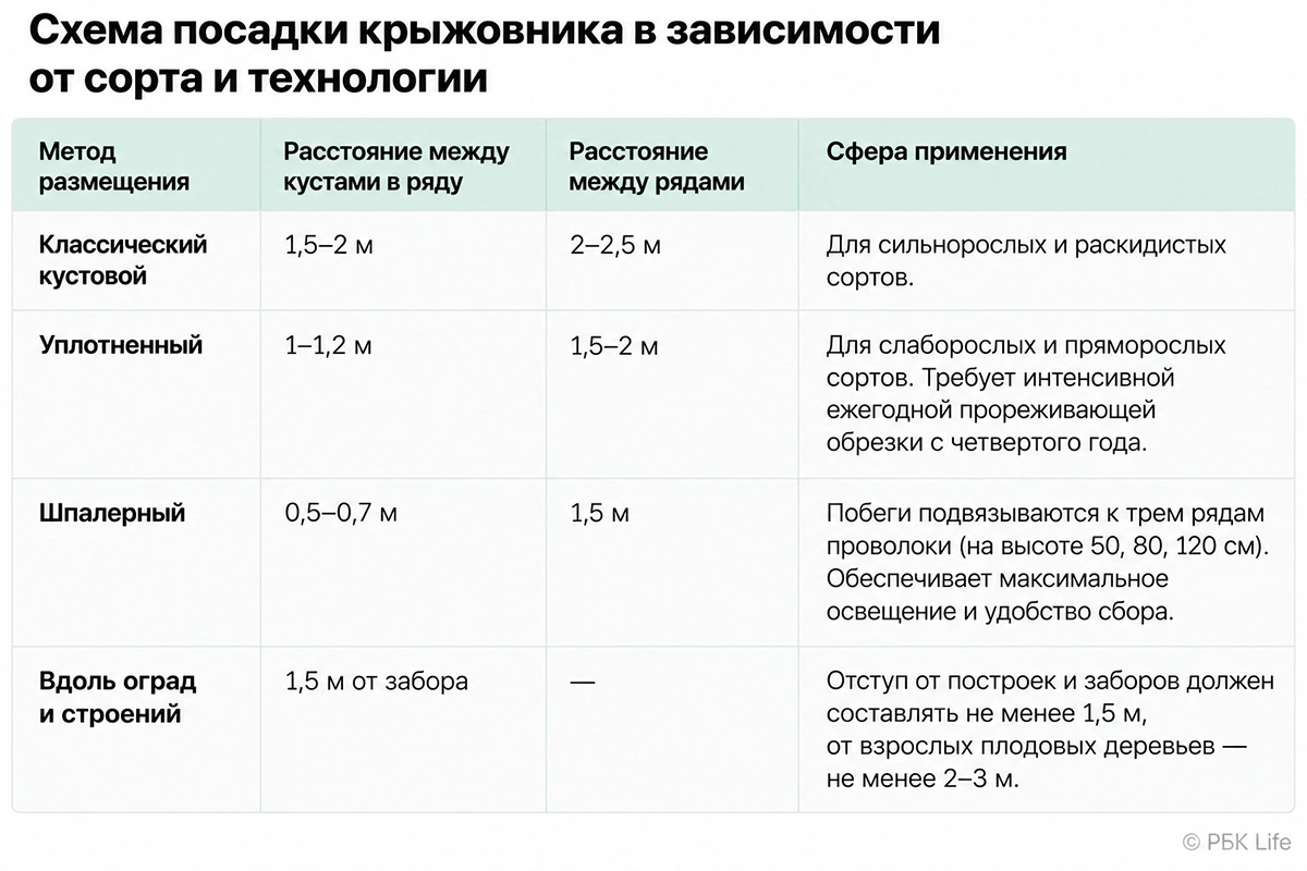 Варианты схем посадки крыжовника