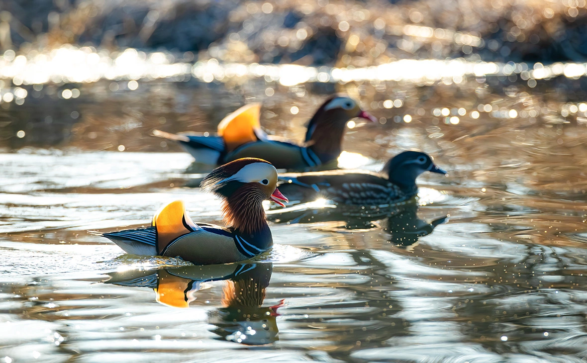 Юрий Смитюк / ТАСС